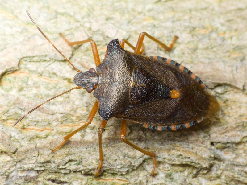 Pentatoma (Pentatoma) rufipes (Linnaeus, 1758)